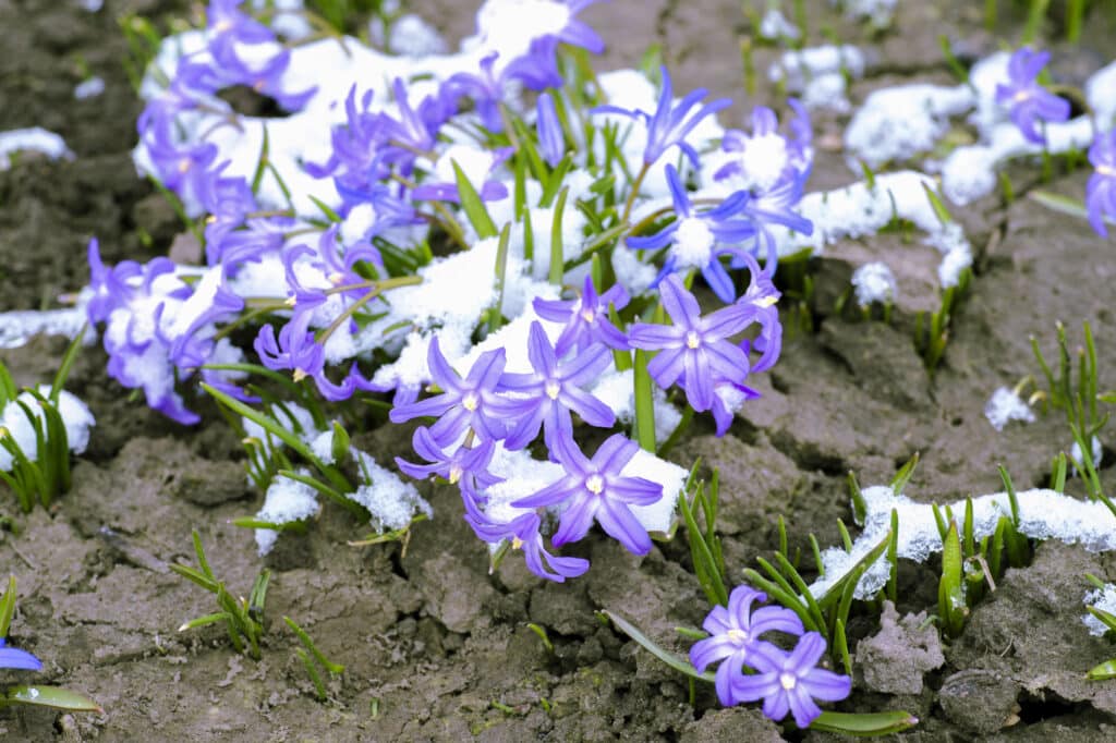 Garden Tips Fall: Moving Perennials for a Healthy Winter Garden